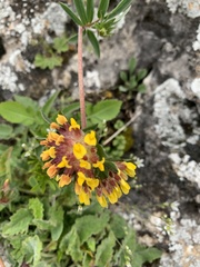 Anthyllis vulneraria variegata