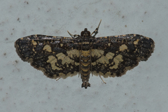 Eurrhyparodes bracteolalis