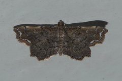 Neomusotima fuscolinealis