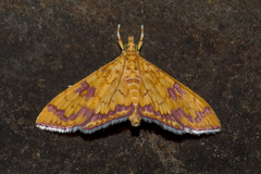Isocentris filalis