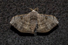 Bombycidae
