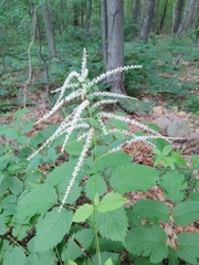 Aruncus