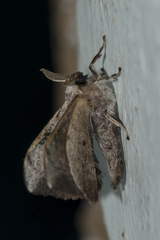 Bombycidae