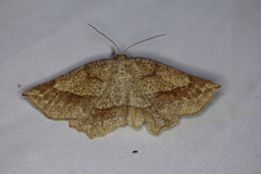 Euchlaena tigrinaria