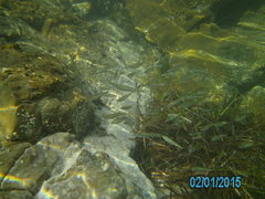 Leptatherina presbyteroides