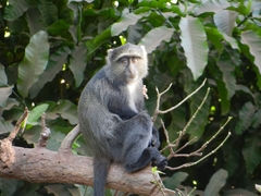 Cercopithecus mitis manyaraensis