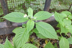 Impatiens parviflora
