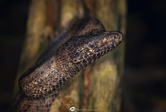 Puerto Rican Boa photo 2