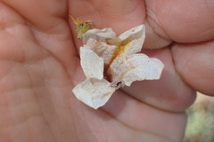 Bravaisia integerrima