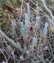 Petrosedum sediforme