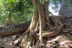 Bravaisia integerrima