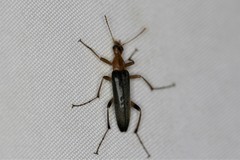 Cephaloon lepturides