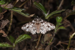 Biston marginata