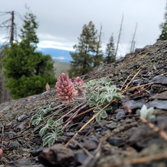 Lupinus constancei