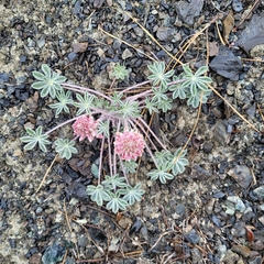 Lupinus constancei