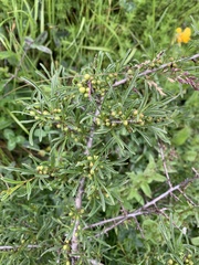 Rhamnus erythroxyloides