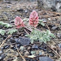 Lupinus constancei
