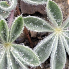 Lupinus constancei