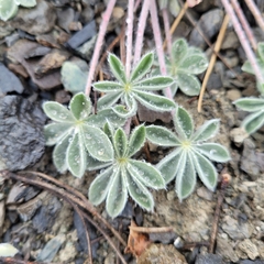Lupinus constancei