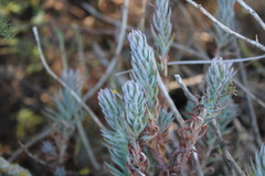 Petrosedum sediforme
