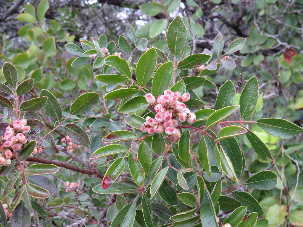 evergreen sumac (Treasure Hunt at Commons Ford April 16 2016