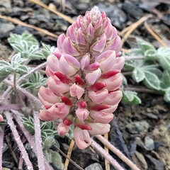 Lupinus constancei