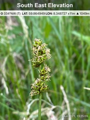 Carex muricata