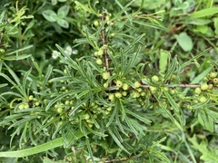 Rhamnus erythroxyloides