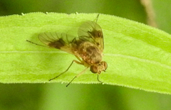 Chrysopilus quadratus
