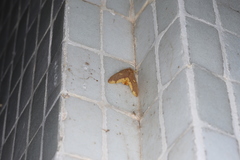 Euproctis quadrangularis