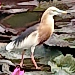Ardeola speciosa