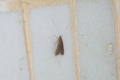 Homaloxestis multidentalis