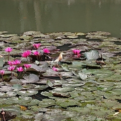 Ardeola speciosa
