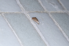 Meganola brunellus