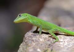 Anolis evermanni