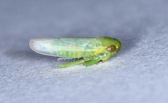 Chlorotettix viridius
