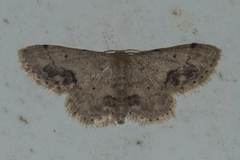 Idaea chotaria