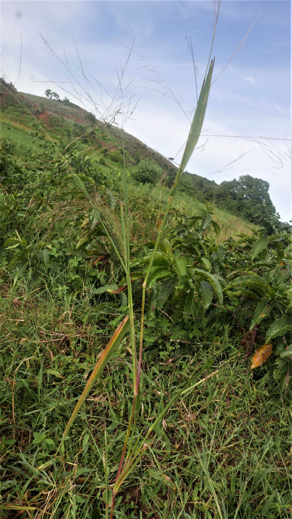 (c) feno, certains droits réservés (CC BY-NC) https://www.inaturalist.org/observations/9919205
