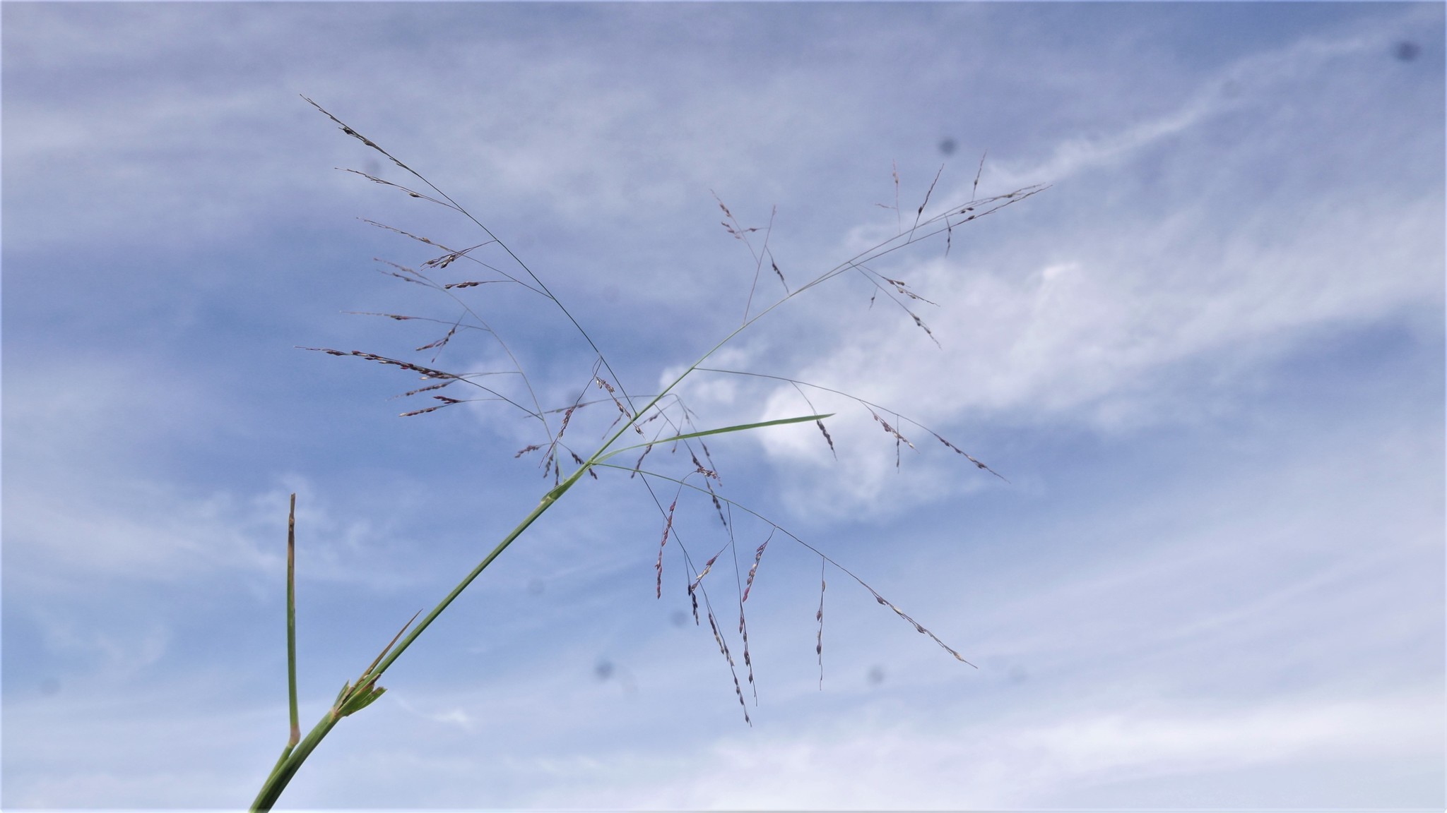 (c) feno, certains droits réservés (CC BY-NC) https://www.inaturalist.org/observations/9919205
