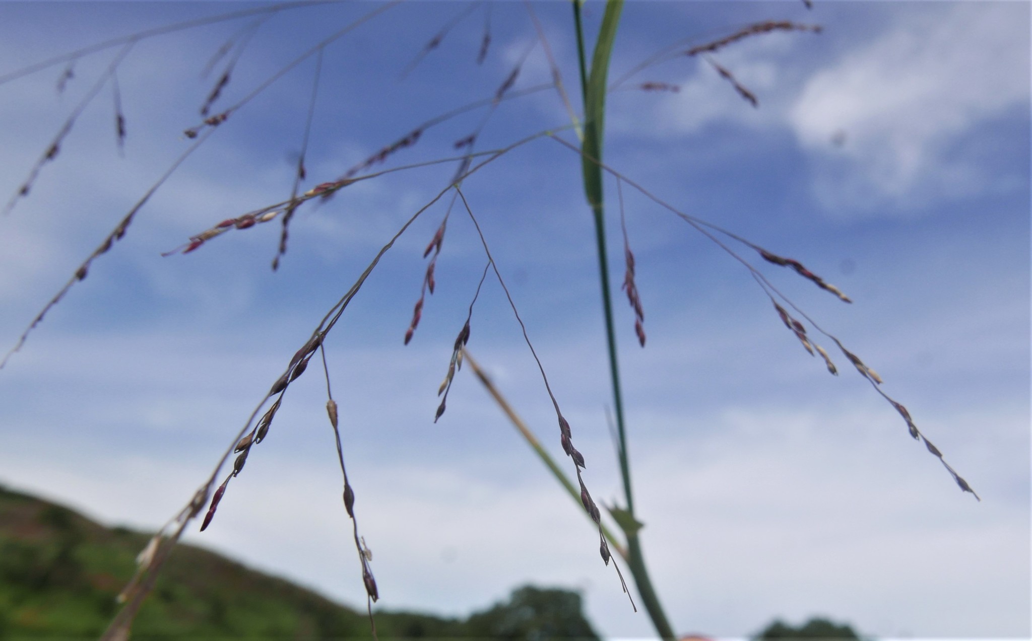 (c) feno, certains droits réservés (CC BY-NC) https://www.inaturalist.org/observations/9919205
