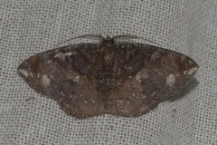 Astygisa metaspila