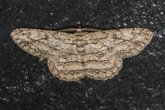 Hypomecis transcissa