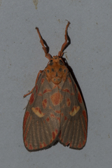 Ammatho cuneonotatus
