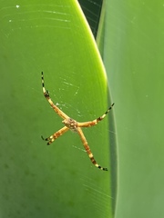 Argiope argentata