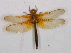 Neurocordulia xanthosoma