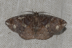 Astygisa metaspila
