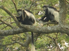 Colobus caudatus