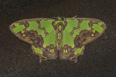 Agathia hemithearia