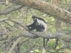 Colobus caudatus