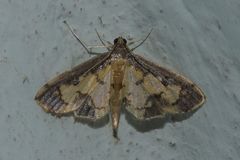 Nistra coelatalis